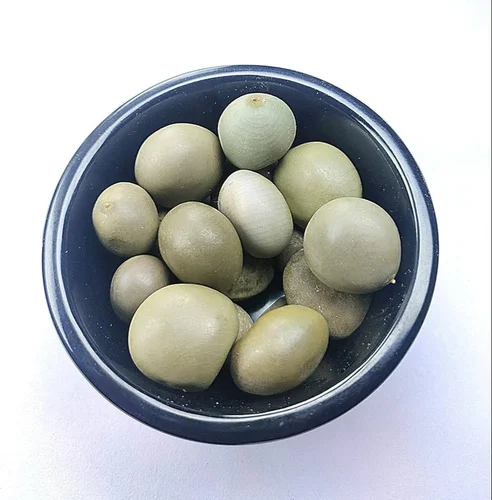 Premium wholesale Sagar Gota Fever Nut Caesalpinia bonduc seeds Neemuch Manish Enterprises